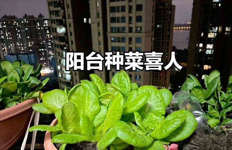 广州女子晒居家“硬核”囤货走红,阳台种满蔬菜,网友:大聪明