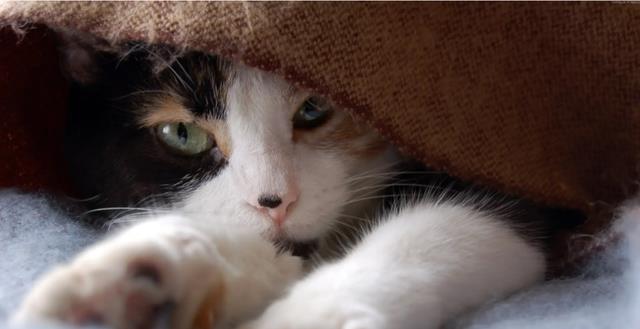 猫科捕猎效率最高的“杀戮机器”:黑足猫,被全世界禁养!