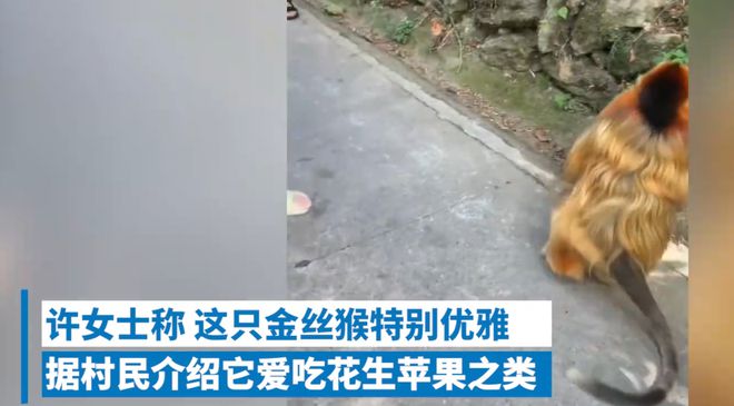“金丝猴很优雅,不抢东西”!同样是猴,为啥猕猴却成泼猴?
