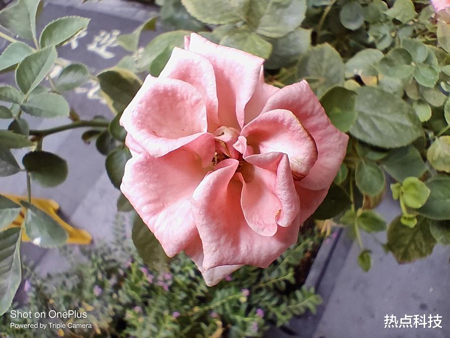 国产手机|一加Ace Pro评测:150W快充兼有骁龙8+,直屏旗舰新选择