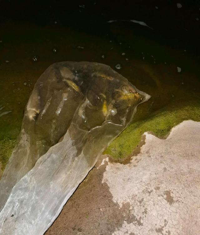 增江|增江“大黄辣丁”泛滥?钓鱼人:半斤多一条,最大的快一斤