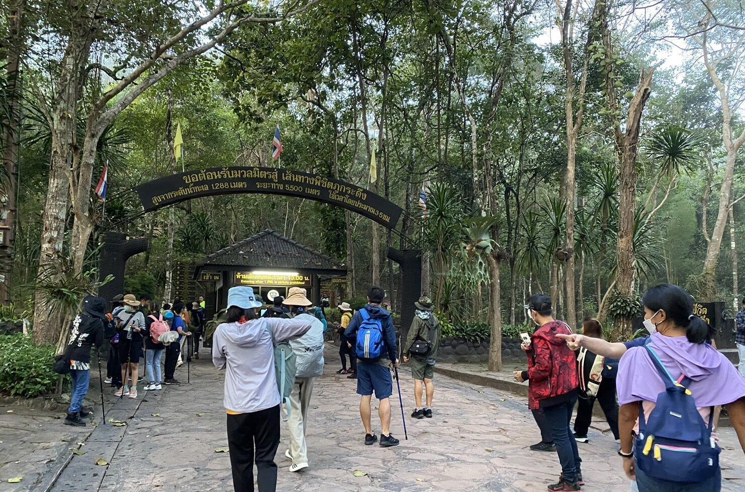 亲近冷季风光！泰国清迈茵他侬山、黎府浦卡东国家公园迎大批游客