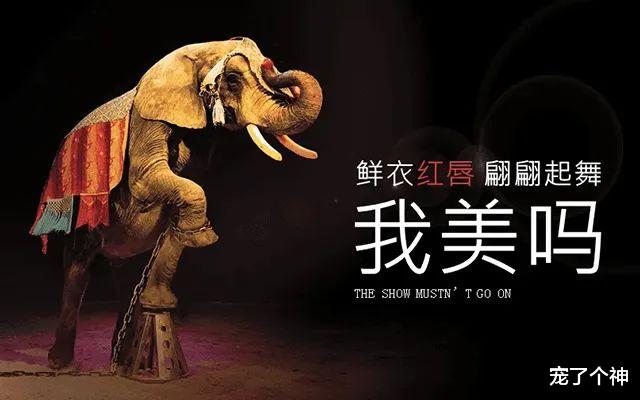 因动物过于忧郁,动物园被指虐待动物,结果反转令人心酸!