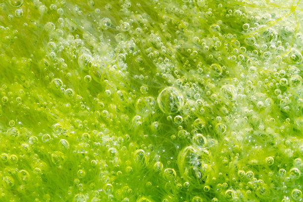 微生物和陆地上大小生物有什么区别?