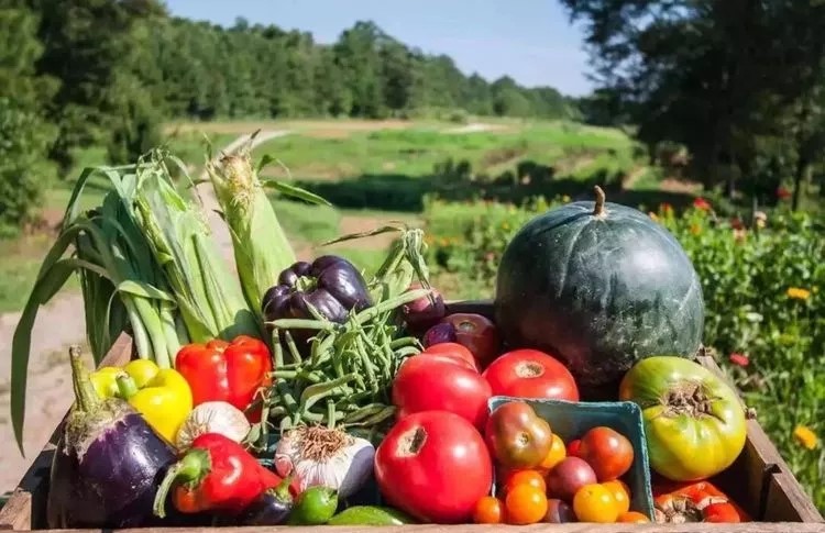 荷花|惠州藏着一片绝美的世外桃源,梦中的度假胜地,连明星都爱不释手