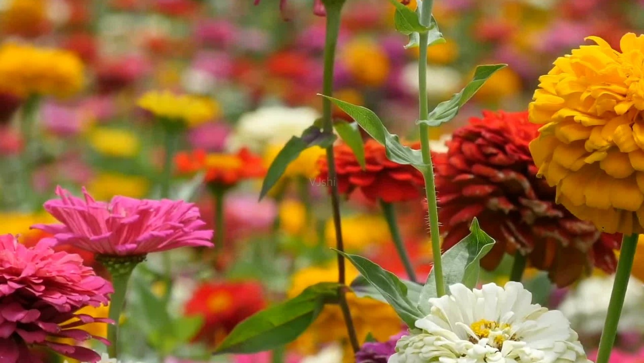 生肖|11天之后,四大星座禄星化禄,工作运势不错,学业大获丰收