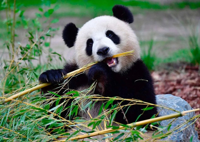 动物趣闻:大熊猫为什么主要以竹子为食物?