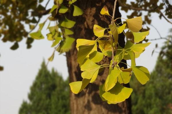 |甲状腺结节患者,不妨常吃三物,或能化瘀散结,恢复甲状腺健康