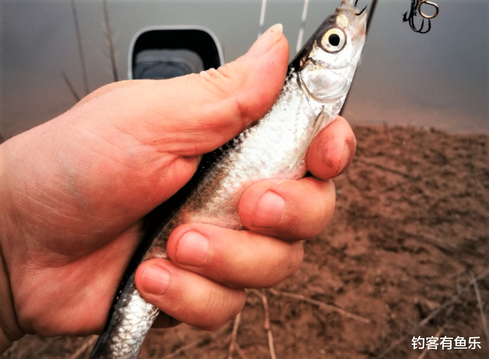 东莞|钓白条怎样才能钓得多？用3款绝杀饵，明白5要点，连竿狂拉不断