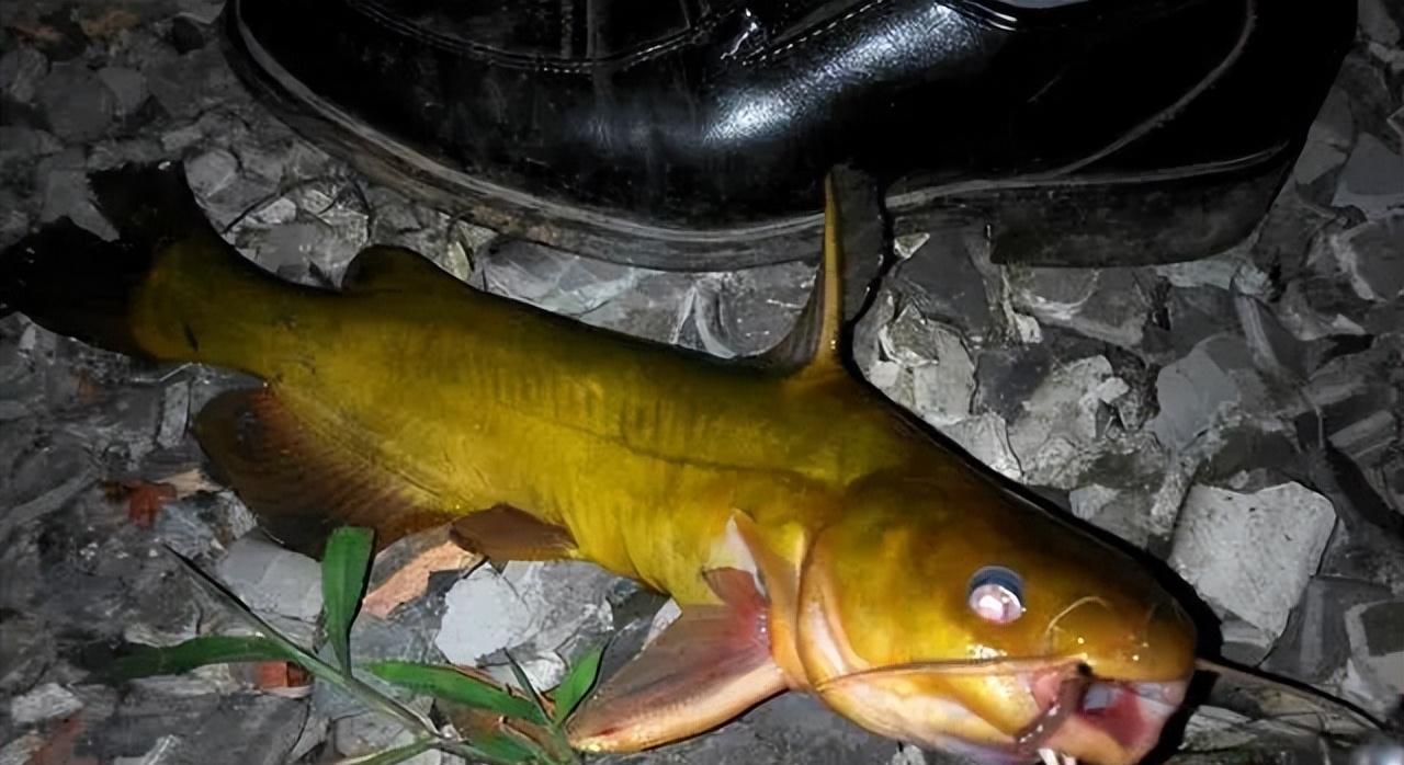 饵料|只有新手才会用蚯蚓钓鱼?蚯蚓真的没有商品饵好用,要被取代了吗