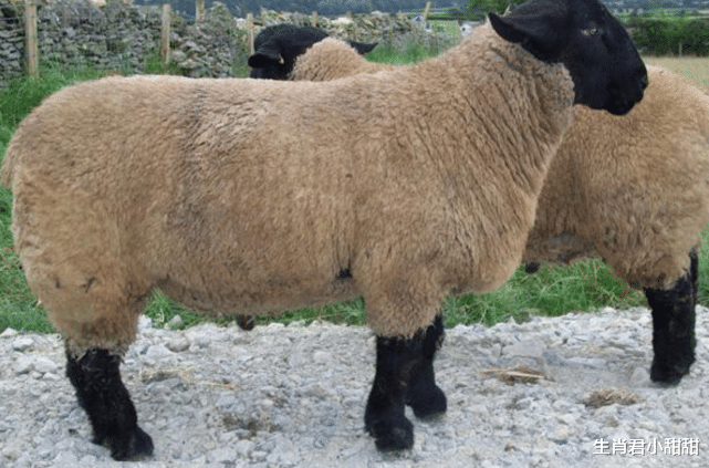 招聘|努力付出就会有所回报,面对职场危机,属羊人临危不乱力争跨越