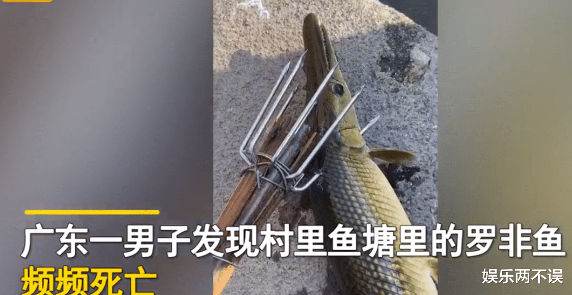 广东揭阳,一名男子在巡视鱼塘时,发现塘里的罗非鱼频频死亡,难道是因为天气太热?