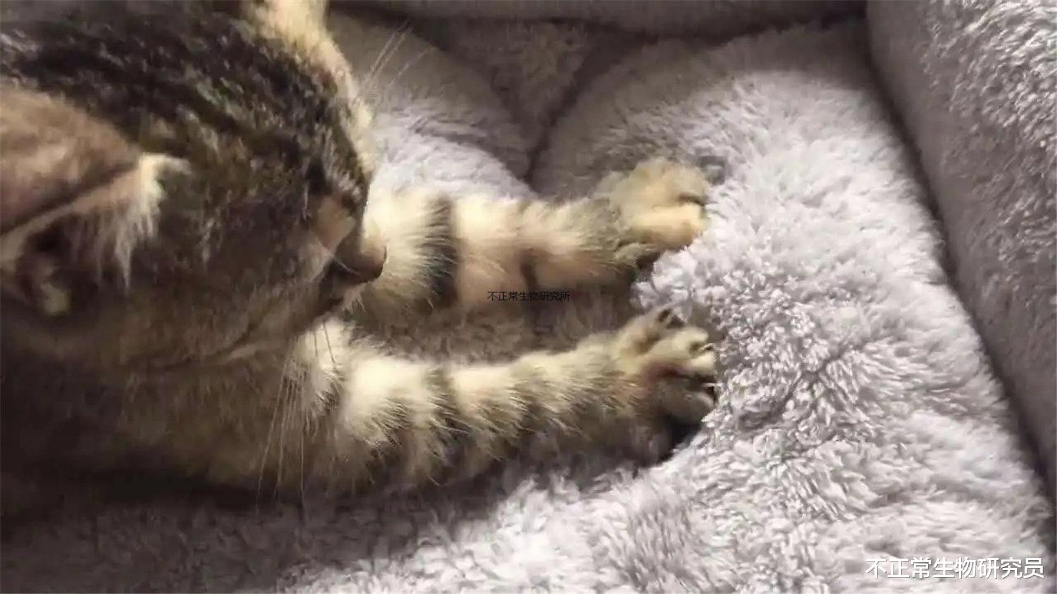 温煦的阳光下，喵星人专注于踩奶，宛如散发着圣光的按摩之神