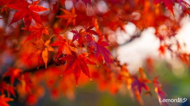 无锡|无锡深秋赏枫攻略，距离市区半个小时，这片红色枫树林绝美