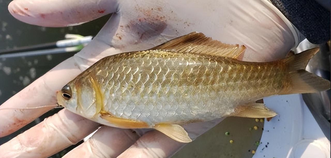 |学会了调漂反而钓不到鱼，难道钓鱼也有新手buff？