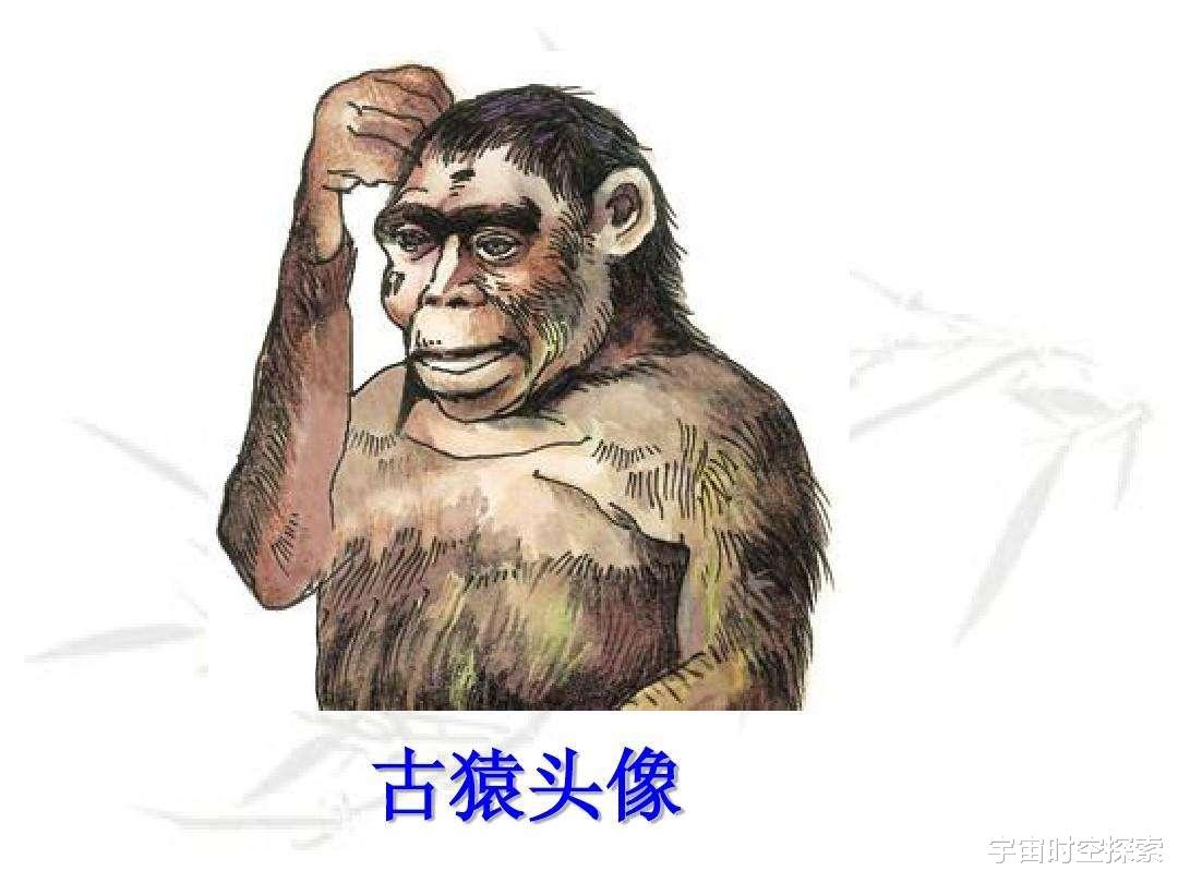 进化论:人类是由古猿进化的,学术界认同这种观点吗?