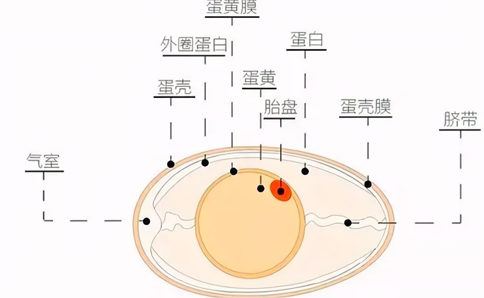 为何鸡365天都在下蛋,而且未受精?人类利用了鸡的bug