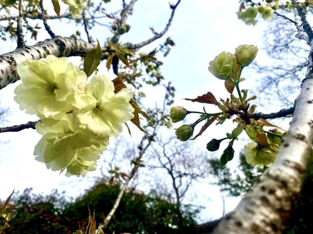 北京市|绿樱花，您见过没？樱花界的“国宝级”