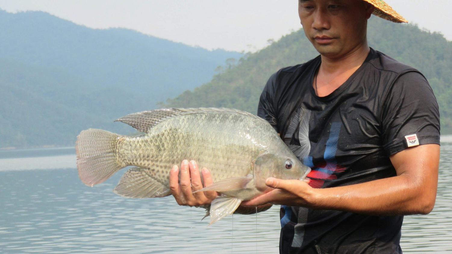 |冬天钓大罗非鱼的4个秘诀，南方的钓友们一定要学会