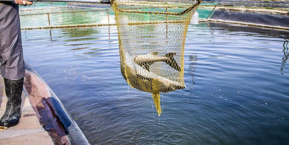 |微小说：罗局长的独门秘籍