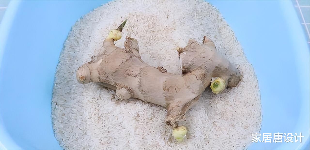 大米|想要大米不生虫，就试试这4个方法，实惠又好用，快分享给家人