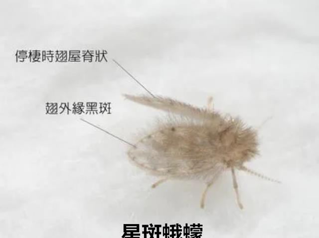 卫生间的小飞虫到底是什么?外表不起眼,但它的危害超出你想象