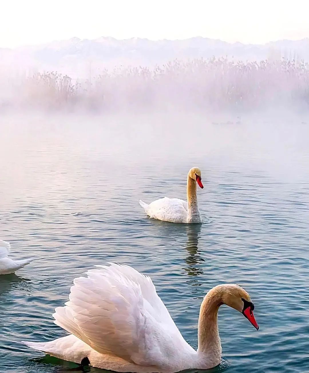 小红书|想和你再见一面,在新疆的冬天