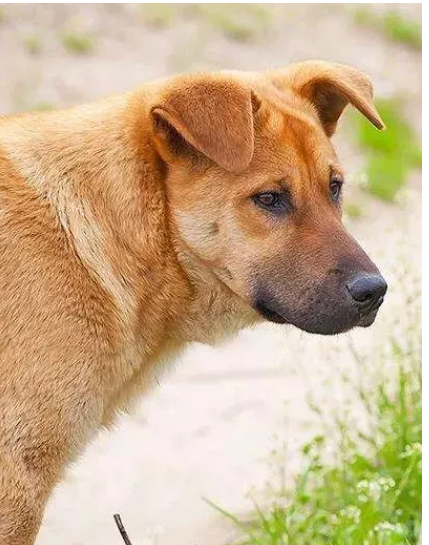 “你不怀好意!还能怪我家狗吗?”