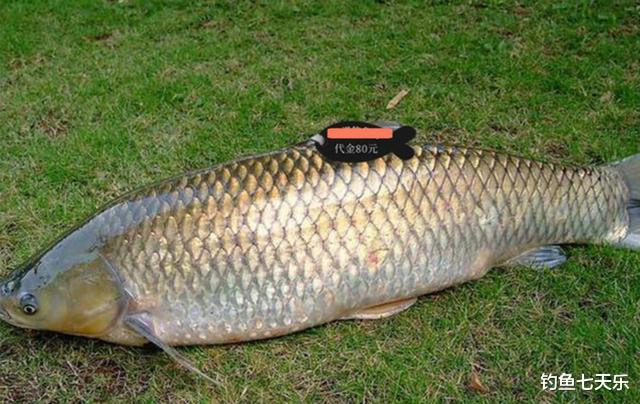 安徽|一条“标鱼”竟标价十几万，安徽一钓场被查！这样的高价鱼别再钓了