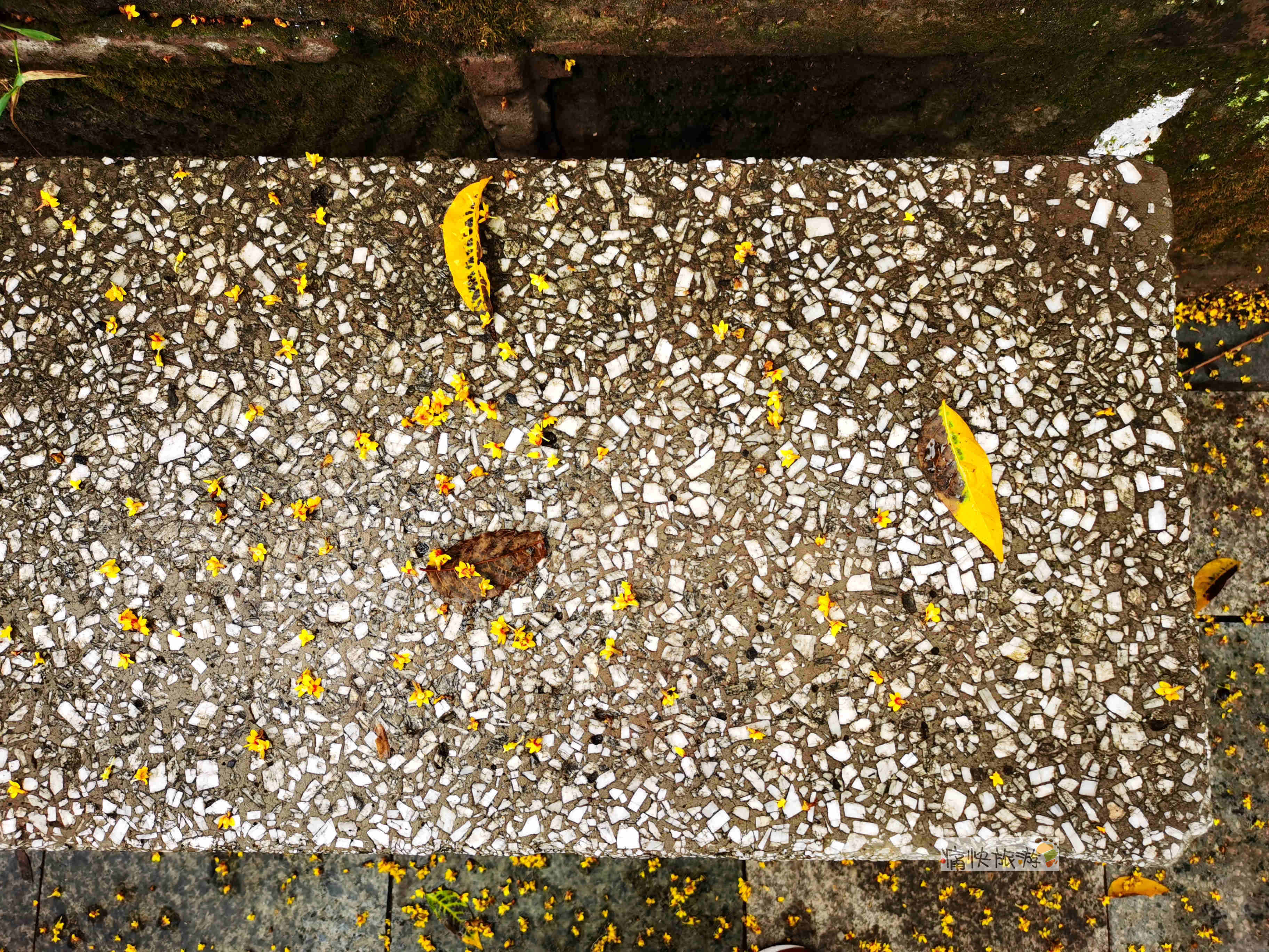 自贡|一场秋雨，自贡彩灯公园落花遍地美如画！