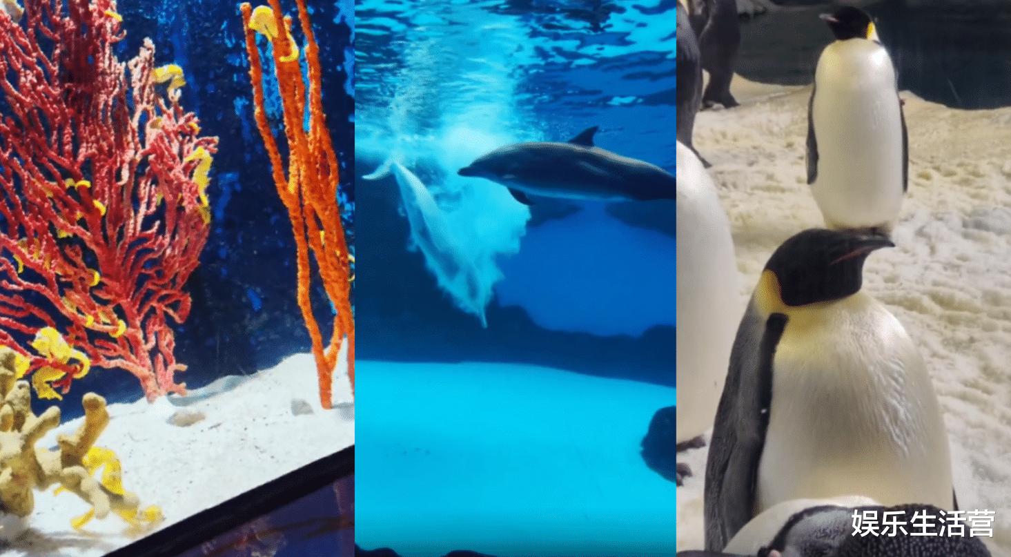 姐姐|孙卓连更2条视频,中老年“富贵儿”扑面而来,孙辉看到想删照