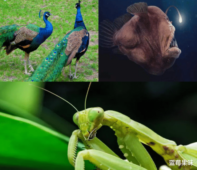 自然界最强“隔壁老王”,偷偷享受,让别人帮自己照顾后代