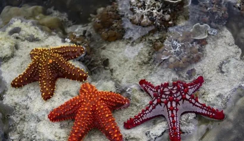海星为什么被称为“海底蝗虫”？