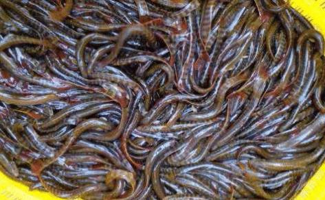 |长得很像泥鳅，背上有倒刺还爱吃肉，钓鱼人最烦它，如今70元1斤