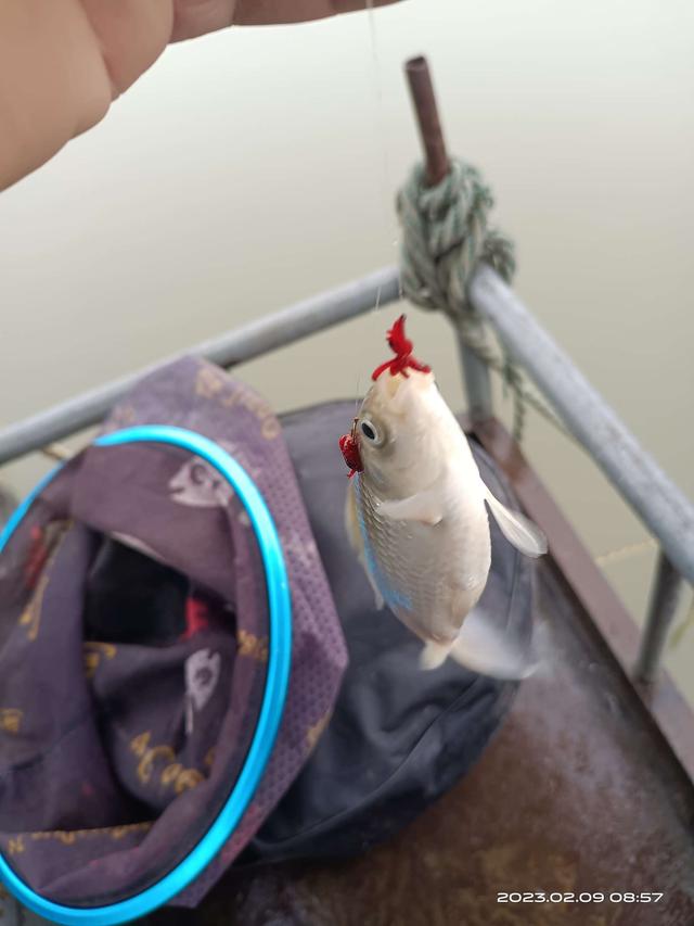 穿衣搭配|昨夜雨疏风骤,今天小鱼难嗅!