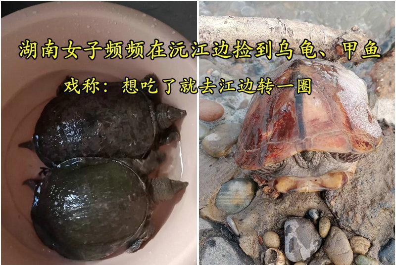 魔兽世界|女子总在沅江边捡到龟鳖,并带回家吃了,得知原因后直呼“造孽”