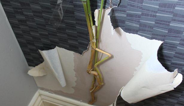 英国一屋主种了一排竹子,结果没想到,邻居欲哭无泪