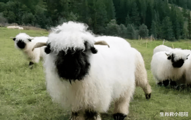 生肖|既能赚钱养家，又能貌美如花，生肖羊经济独立在家庭和职场有底气