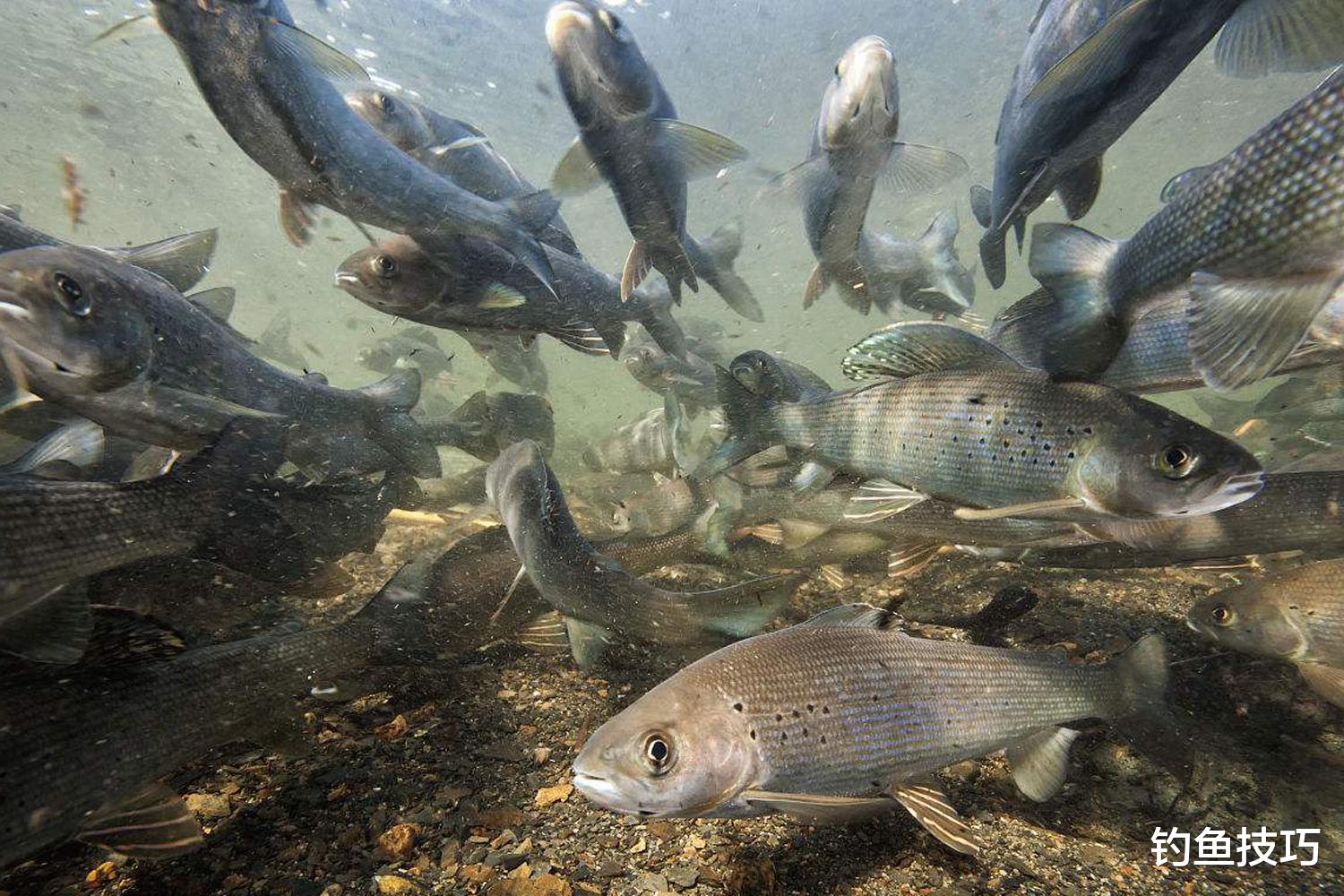 |冬天钓柳根鱼用什么鱼饵效果好?冬钓柳根鱼的最佳窝料和钓饵