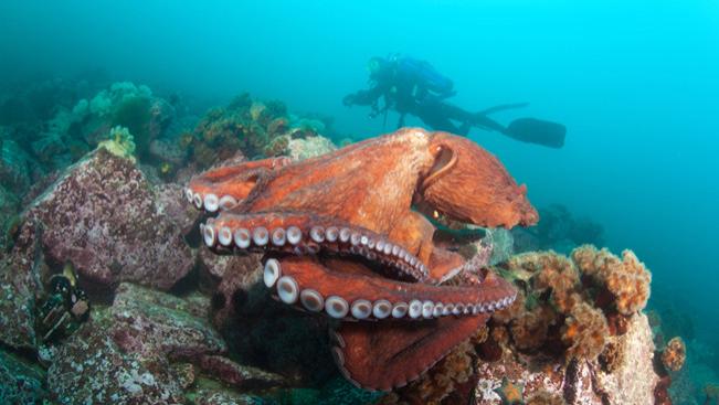 关于章鱼的 10 个奇怪事实