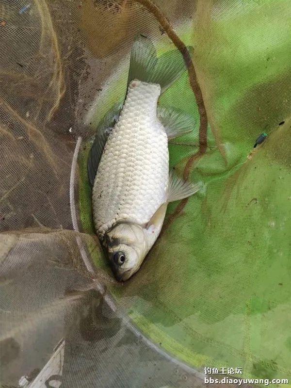 |借钓鱼王慧眼识“疯影”