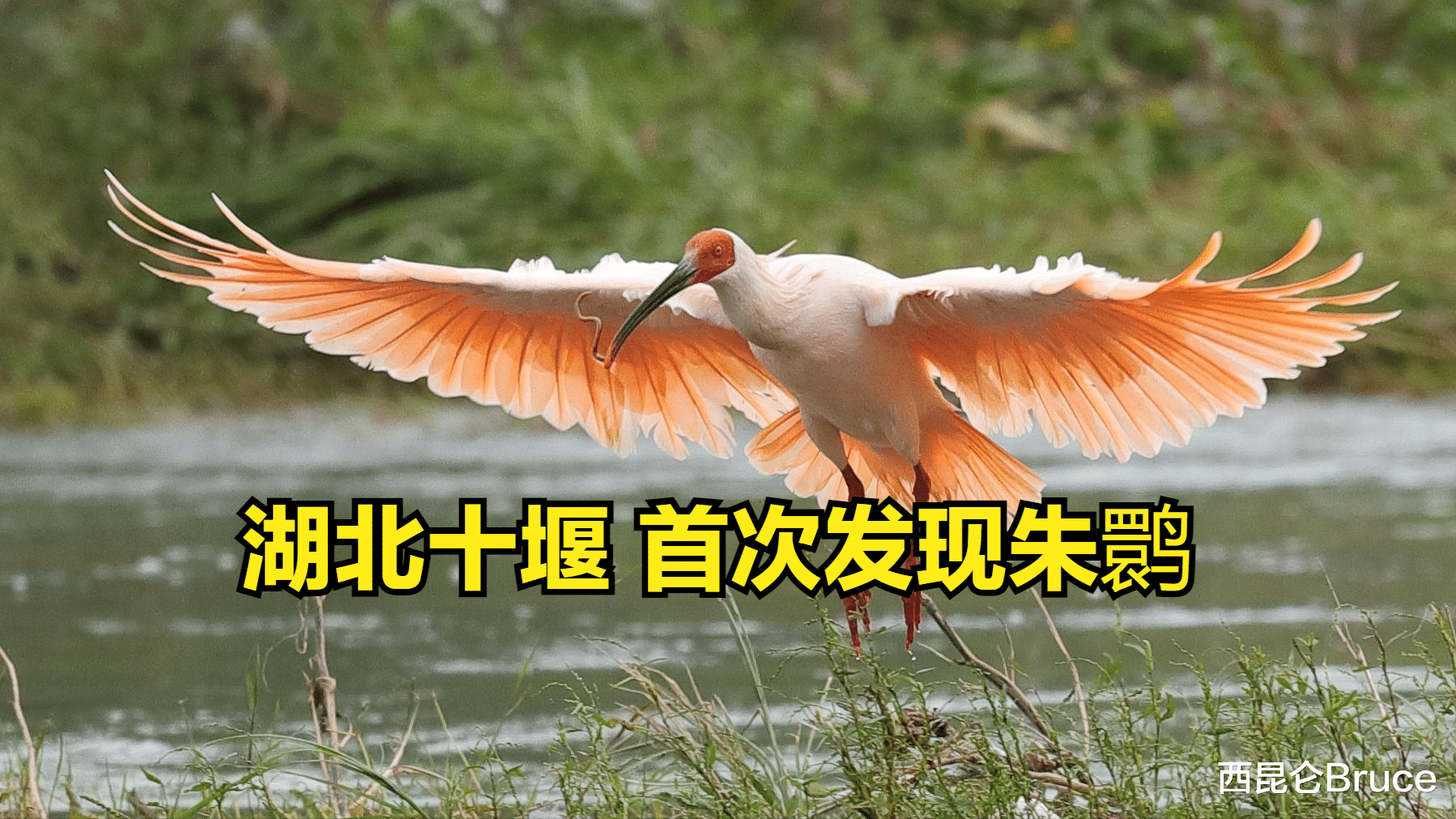湖北十堰首次发现朱鹮!比大熊猫更珍稀,网友:感谢陕西汉中保护