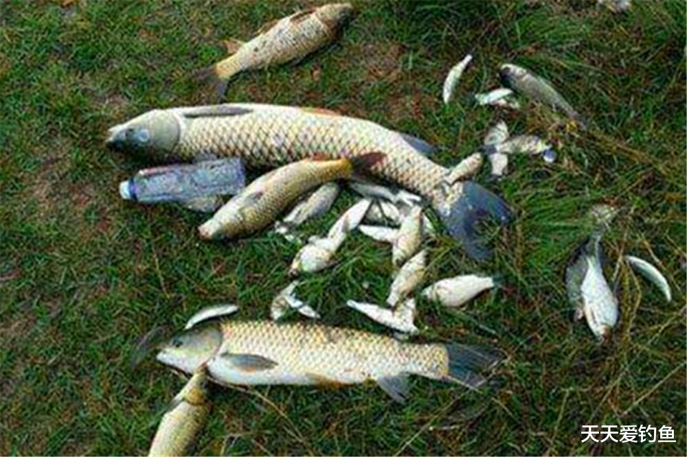 鳊鱼|钓鱼技巧：目标鱼不同，调漂不是一个路数，每种鱼都有最佳调漂