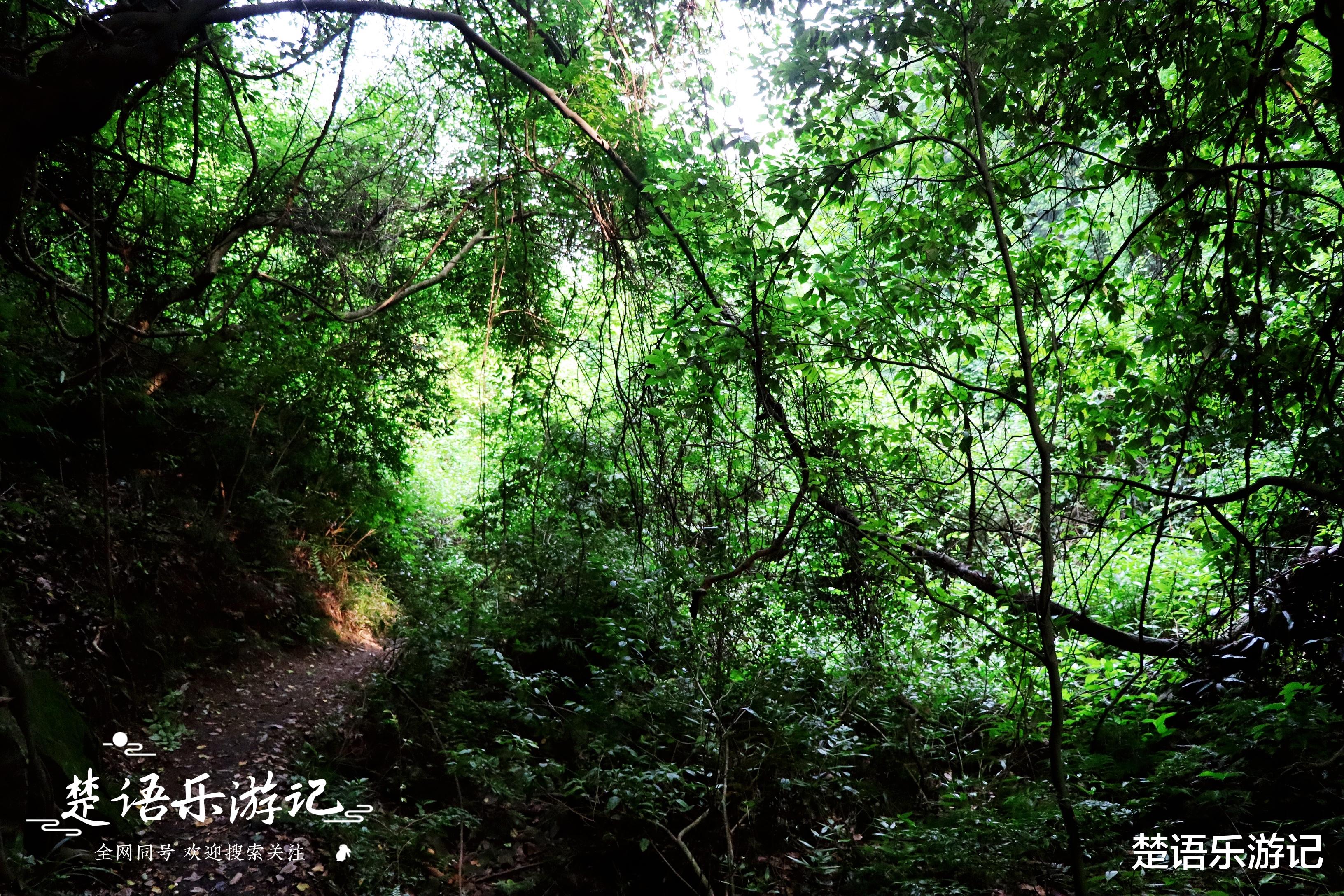 宁波|宁波有条峡谷风景奇绝，滴水如琴声般清越，远胜杭州灵隐一线天
