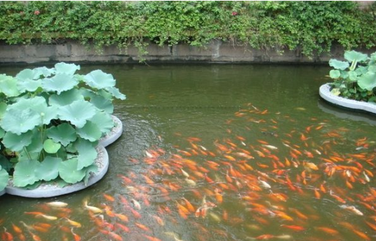 饵料|渔乐杂谈：夏季在浅塘垂钓时的注意事项