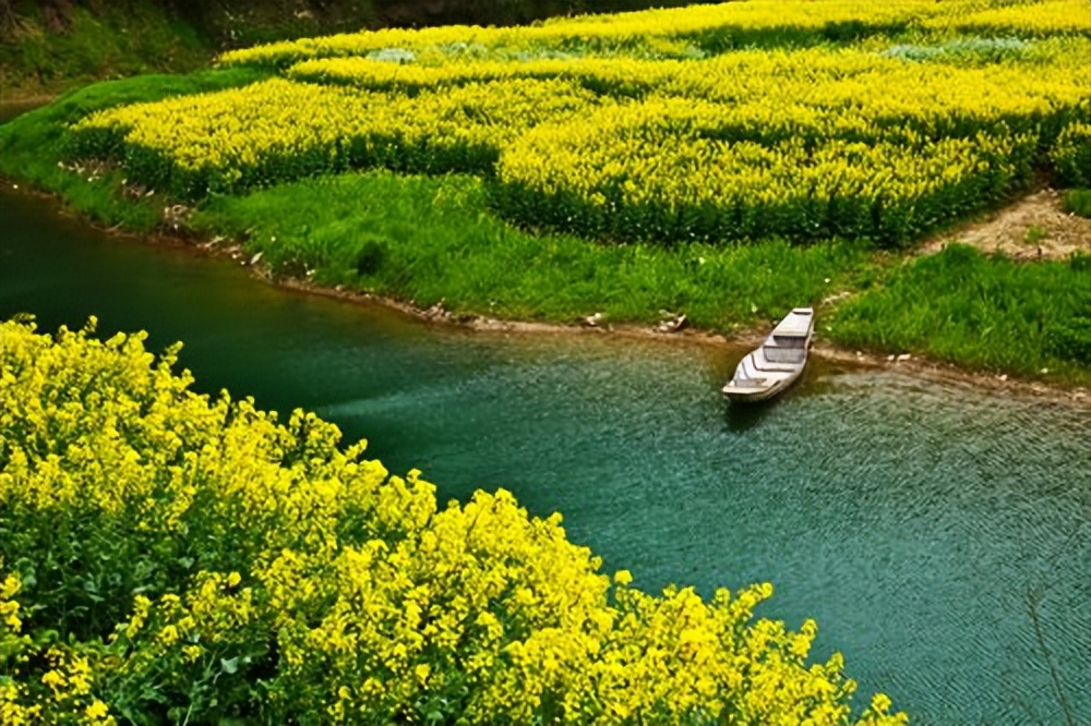 |别人说的“油菜花儿开,钓鱼爆护来”,咋不灵验呢?原因有三点