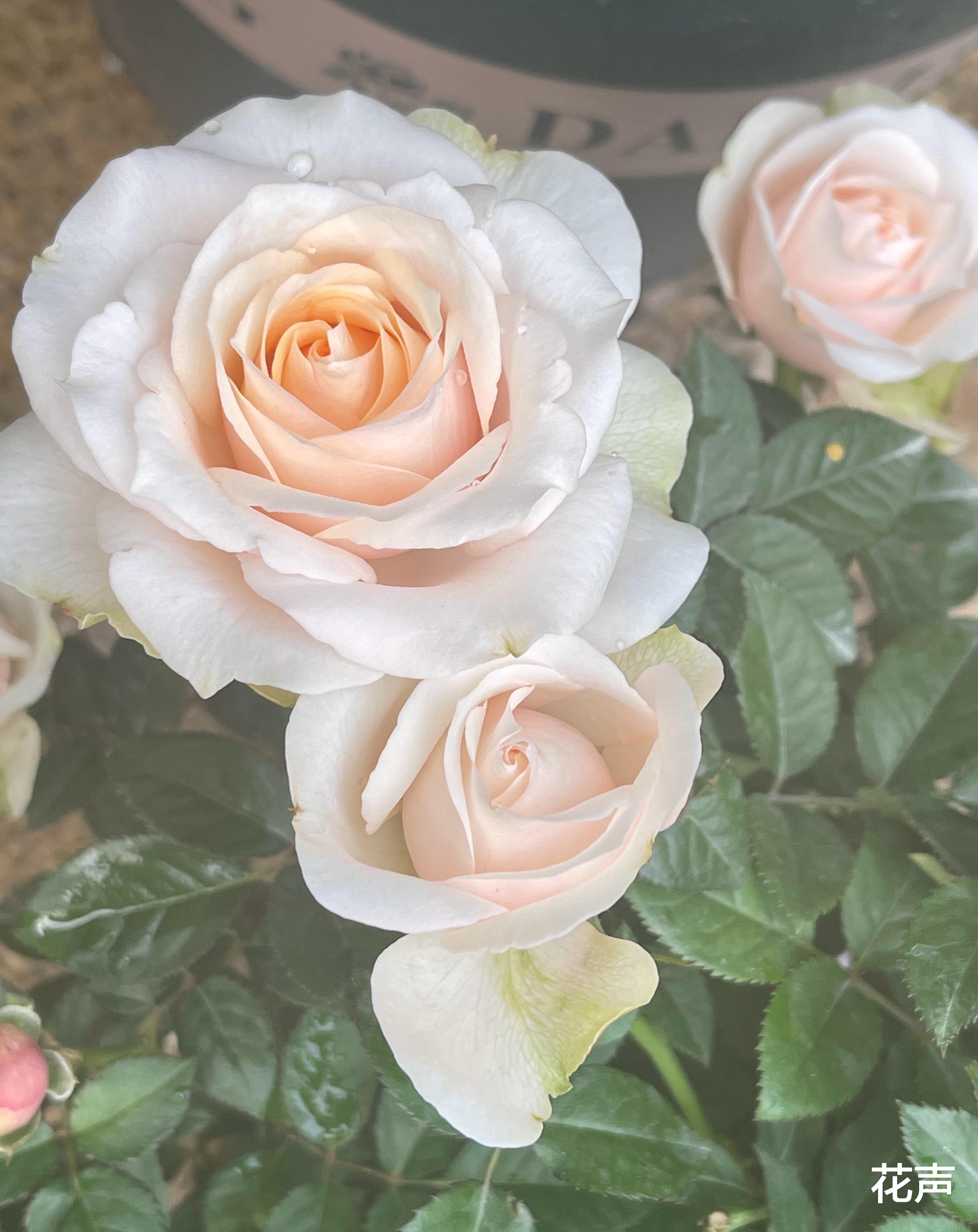 阳台养啥花好?养棵“彗星王阳台”吧,花朵又美又香,四季有花看