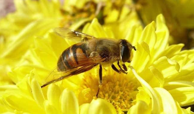 如何从黄蜂中分辨蜜蜂