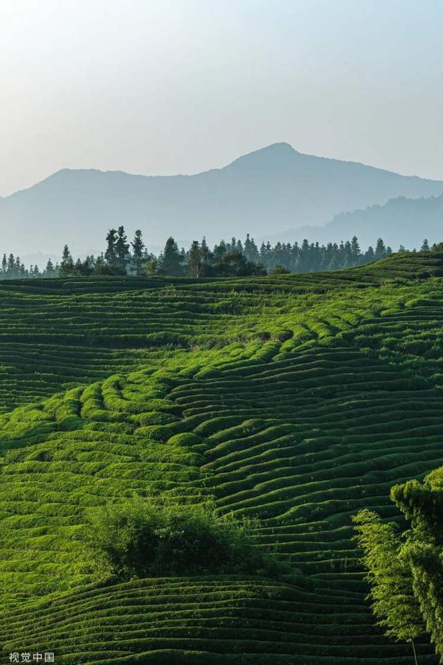 |江西下一个网红城市，茶里茶气