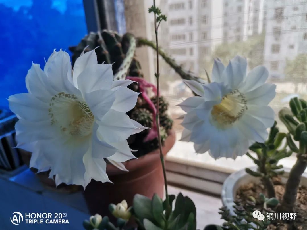 青岛市|阳台上的仙人球开花啦